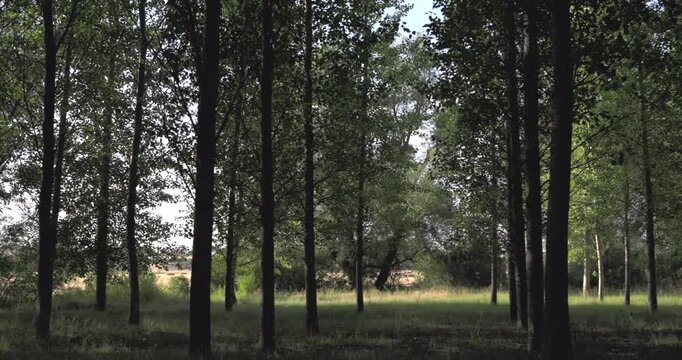 Lateral tracking shot revealing a serene forest filled with tall, slender trees. Sunlight filters through the leaves, creating a peaceful scene