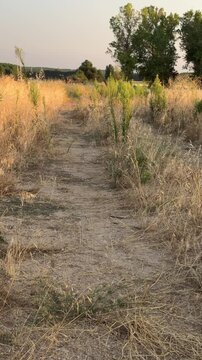Idyllic first person perspective walking along a dirt trail through a dry, grassy field during a serene sunset in the countryside