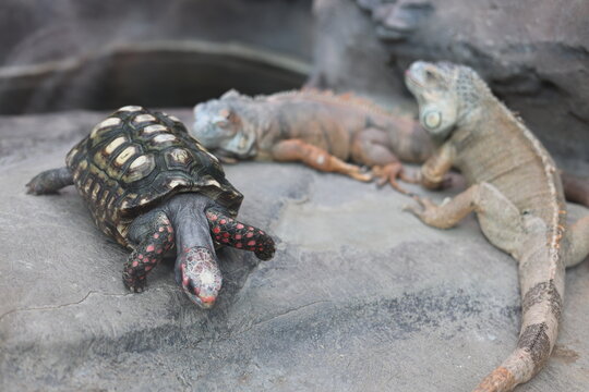 Red-footed tortoise walking near green iguanas on rock, wild reptiles and tropical fauna concept