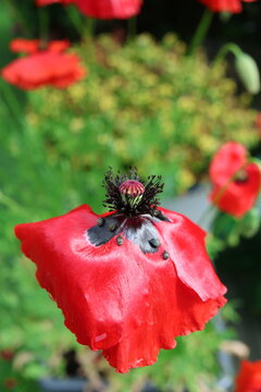Several small Spermophagus sericeus weevils resting on the delicate petals and flower center of a vibrant red poppy. The tiny dark beetles contrast strongly with the bright red petals.