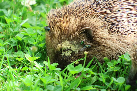 Close-up of a European hedgehog affected by hedgehog diphtheric disease caused by Corynebacterium ulcerans. Numerous adult flies and clusters of raised white fly eggs covering the side of its head.