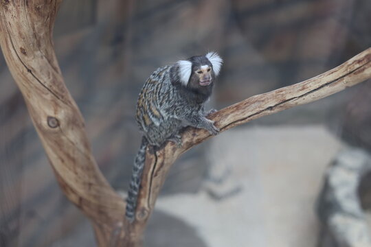 Common marmoset Callithrix jacchus on tree branch, cute wild primate and exotic rainforest animal concept