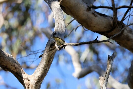 Yellow-rumped Thornbill (Acanthiza chrysorrhoa) perched with insect in bill, South Australia