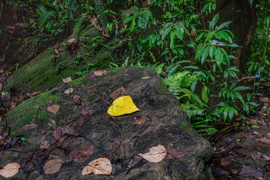 View of a vibrant yellow leaf resting on a mossy rock surrounded by fallen brown leaves and lush green forest foliage at Khoiyachara Waterfalls in Minsarai, Chittagong Division, Bangladesh.