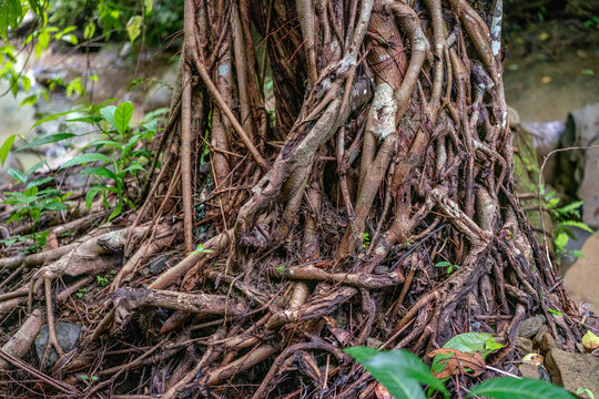 View of the intricate root system of a large tree near the Khoiyachara Waterfalls, surrounded by lush forest floor vegetation in Minsarai, Chittagong Division, Bangladesh.