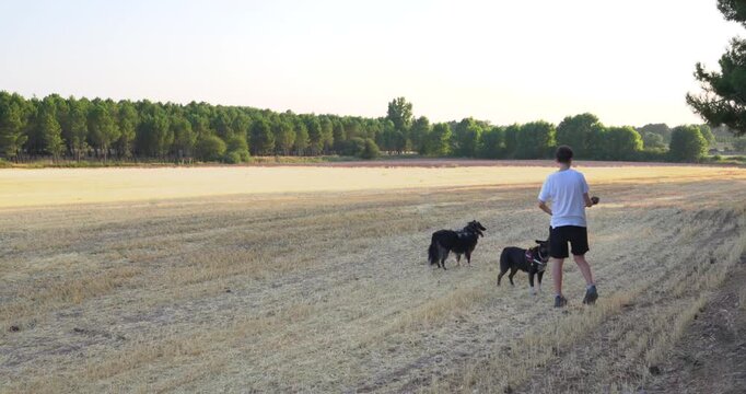 Young man is walking and playing with his two black dogs in a harvested wheat field during a sunny afternoon, throwing a stick for them