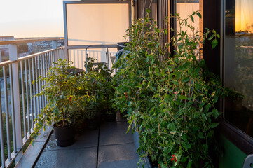 Tomato and vegetable plants grow in pots on a high rise city balcony overlooking the skyline at...