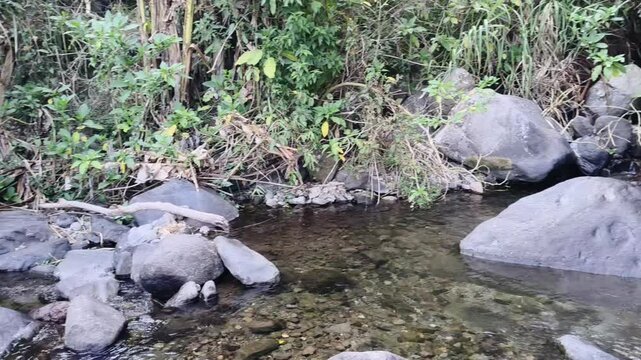 Stream water flowing over rocks in tropical forest