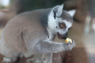 Naklejka premium Ring-tailed lemur eating a fruit piece closeup, wild animal feeding behavior