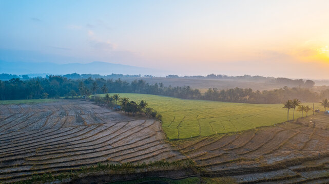 Aerial view of terraced rice fields with a mix of harvested brown earth and vibrant green crops, framed by palm trees under the soft light of sunrise in Bajawa, Nusa Tenggara Timur, Indonesia.