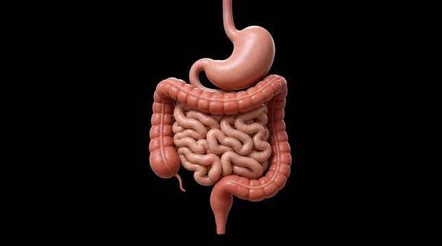 Minimalist modern 3D medical illustration of the human digestive system showing stomach and intestines