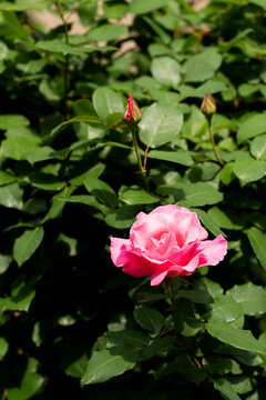 Bloom pink rose with green leave in the garden