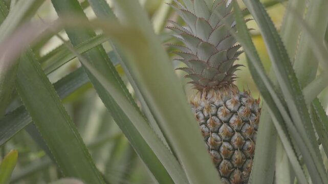 Pineapple ripening in a tropical garden, close up of fresh exotic fruit growing on plant with green leaves in natural sunlight, organic agriculture and healthy food concept. ProRes 422 10 bit C-LOG.