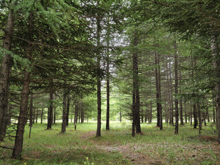 Dense coniferous forest with tall fir and larch trees in summer  © Tatyana