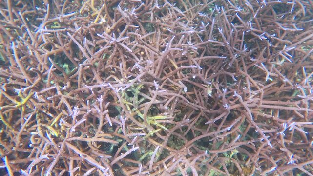 slow motion view of blue purple lavender finger branching Staghorn corals covered by Coralline algae with particle flowing in the water at Siete Pecados Marine Park Coron Philippines
