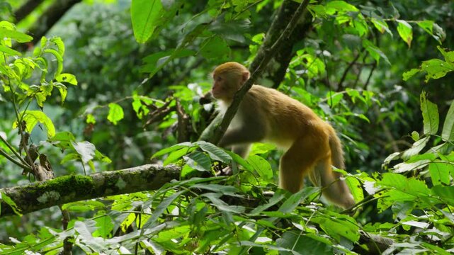 Monkey standing on leafy branch in forest