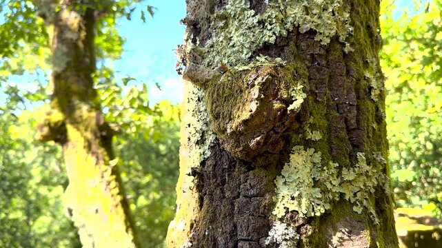 Lichen and moss grow across rough tree bark in San Pedro de Rocas forest, Galicia, Spain