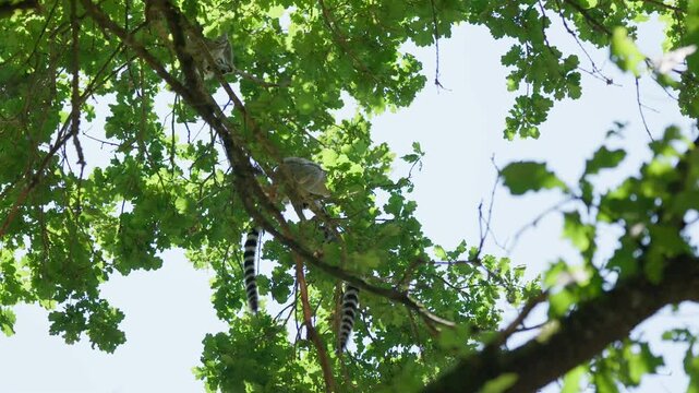 Lemurs feed on the trees in forest