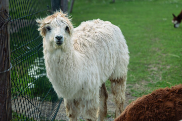 Naklejka premium White fluffy alpaca on a farm in Parnu Estonia looking curious