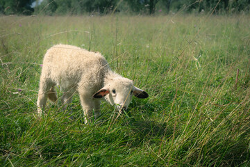 Obraz premium Adorable Lamb Grazing Green Pasture Farm in Parnu Estonia Countryside
