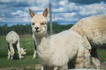 Naklejka premium Parnu Farm Estonia young alpaca close-up fluffy wool animal portrait cute
