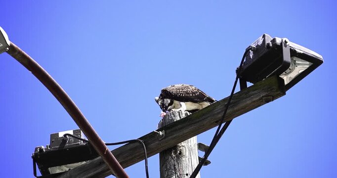An osprey eating fish on top of a utility pole with street light attached during bright sunny day against clear blue sky.