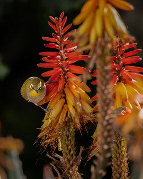 Cape white-eye pair feeding on a flowering aloe with the eye of the second bird just visible in the blooms