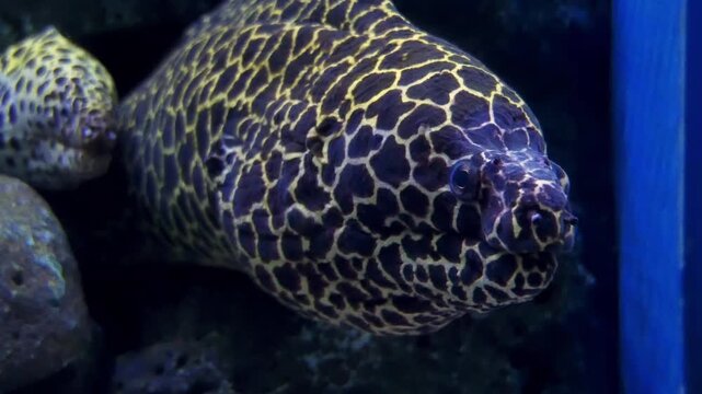 Close up shot of reticulated moray eels swimming together in deep sea aquarium tank exhibit.