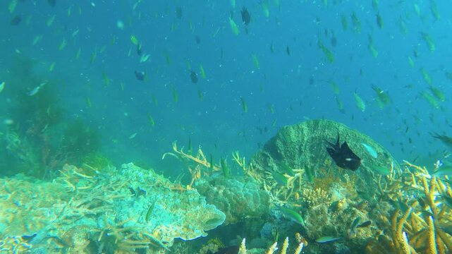 dive down underwater view of finger branching Staghorn corals covered by Coralline algae and various corals with particle flowing in the water with crowd of scissortail sergeant fishes at Siete Pecado
