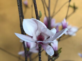 pink magnolia flower © Judith