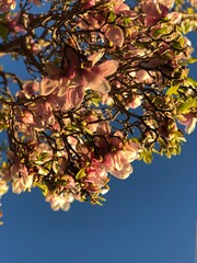 magnolia flowers and sky © Judith