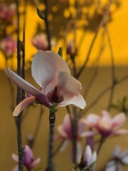 pink magnolia flower © Judith