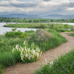 Naklejka premium walking trail and wildflowers on a lake shore - Boedecker Bluff Natural Area in Loveland Colorado