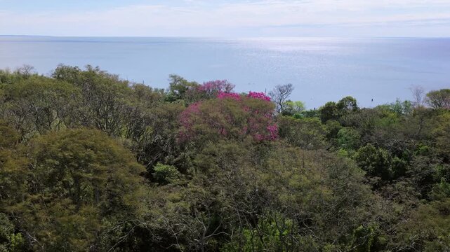 Pink trumpet tree, Handroanthus heptaphyllus, blooms above native woodland near the Parana River, Corrientes, Argentina, beside National Route 12, filmed as a drone forward flyover.