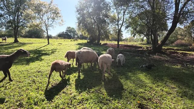 Sheep and domestic ducks move across a grassy rural pasture beneath mature trees while foraging together, slow POV follow shot.