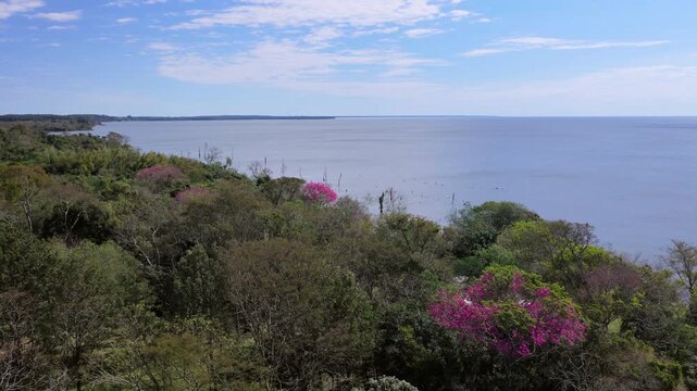 Pink trumpet trees, Handroanthus heptaphyllus, bloom above woodland along the Parana River in Argentina near Paraguay, captured during a drone forward flyover.