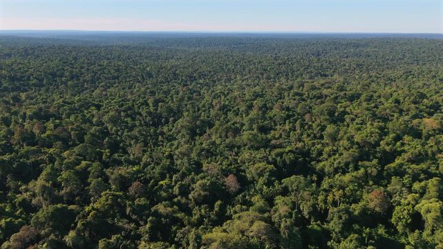 Wide aerial panorama shows native subtropical forest stretching continuously toward the distant horizon in Misiones, Argentina.