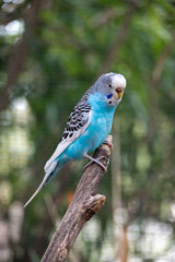 Obraz premium Close-up shot of a stunning blue and white budgerigar perching peacefully on a rustic branch. This beautiful parakeet displays its bright plumage in a natural habitat setting at Africam Safari wildlif