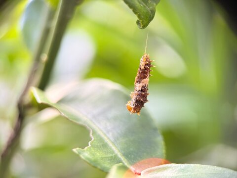 bug on a leaf