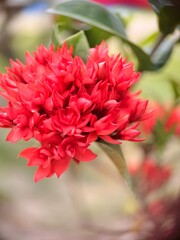 Obraz premium A vibrant cluster of red flowers from the Ixora genus, commonly known as jungle geranium or locally as bunga jarum