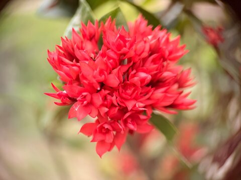 A vibrant cluster of red flowers from the Ixora genus, commonly known as jungle geranium or locally as bunga jarum