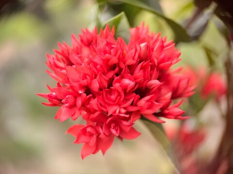 A vibrant cluster of red flowers from the Ixora genus, commonly known as jungle geranium or locally as bunga jarum