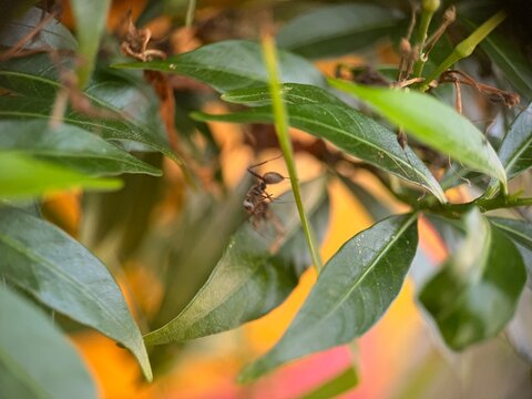 ant on a leaf