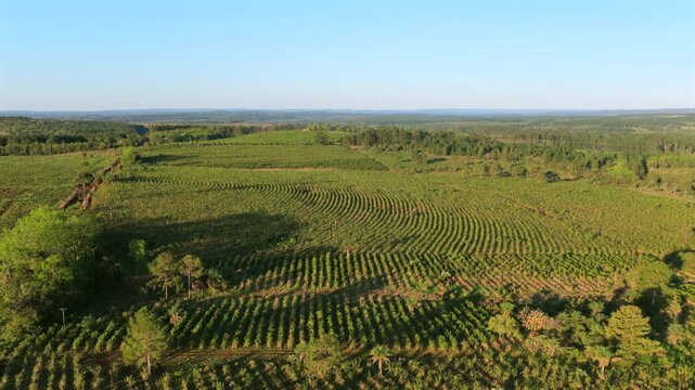 Yerba mate plantation forms sweeping rows of cultivated Ilex paraguariensis across rural subtropical farmland bordered by dense forest, Argentina, drone slide