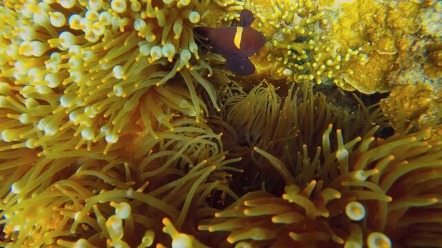 close up to a sea anemone home to Black ocellaris clownfish swimming around soft coral underwater at Siete Pecados Marine Park Coron Philippines
