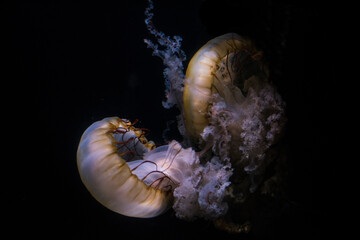 Jellyfish in a zoo. © fotosbymau