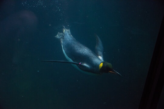 An emperor penguin in the zoo of Schonbrunn