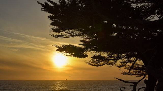 Wide golden-hour seascape with the setting sun glowing above the ocean, framed by dark silhouetted coastal branches and two distant seabirds. The spacious horizontal composition offers useful copy spa