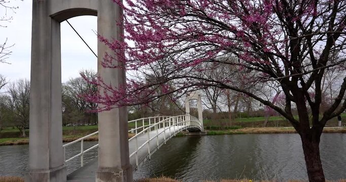 Scenic bridge and blooming redbud tree in Forest Park St. Louis, Missouri