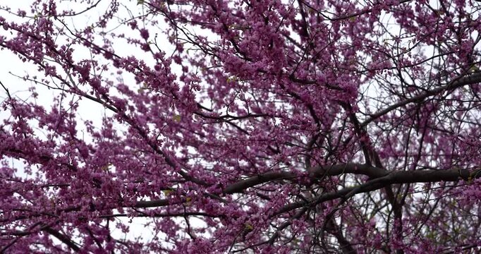 Eastern redbud tree blooming in St. Louis, Missouri